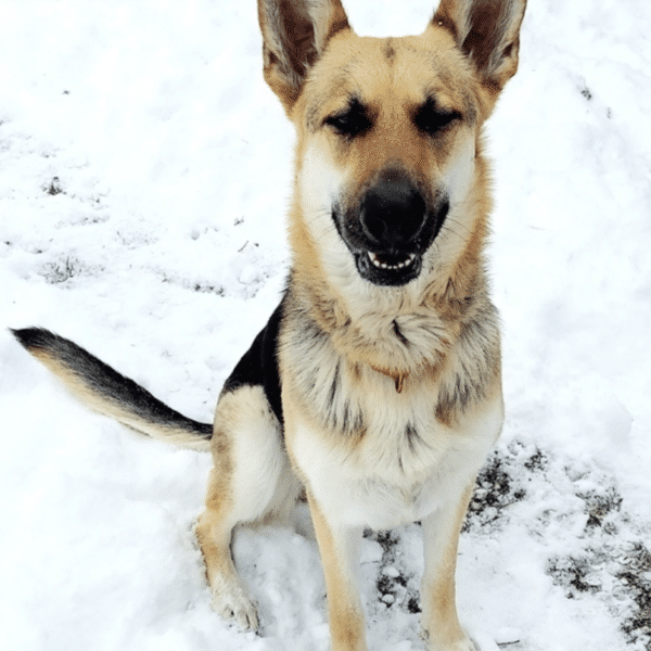 This is Bella, a brown, black and white 2 yr old german shepherd availaible for adoption at HUmane Society of South Platte Valley in Littleton, CO. Bella is sitting in the snow.